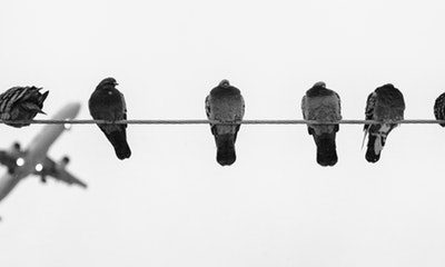 Volar